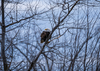 Eagle perched in a tree