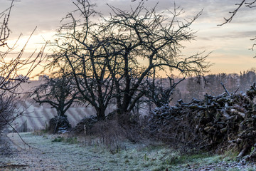 Fototapeta premium Gestapeltes Holz an einem Wintermorgen