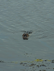 Alligator Lurking In Water