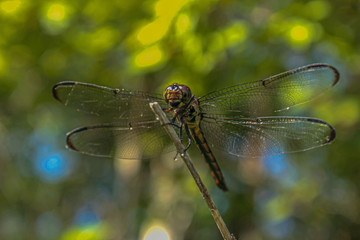 Dragonfly on the blade of grass
