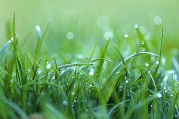Grass in the dew. Stalks of grass with large drops of water on a blurred green background. Lawn...