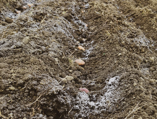 Planting potatoes in the garden
