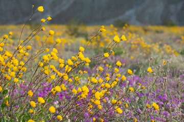 Desert Wildflowers blooming in the Anza Borrego Desert, the largest state park in California