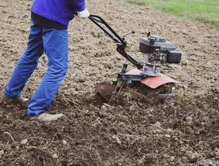 Planting potatoes under the walk-behind tractor