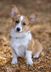 Pembroke Welsh Corgi female puppy. Off-leash dog park in Northern California.