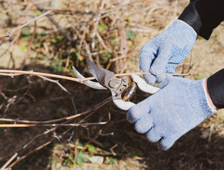 Pruning grapevine pruners.