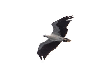 Scientific name :Haliaeetus leucogaster, Family :Accipitridae isolated on white background.