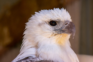 White bellied sea eagle Phillip Island Victoria Australia