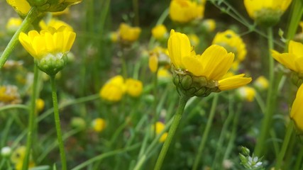 Fototapeta premium Closeup view of lovely yellow flower against a green leaves background