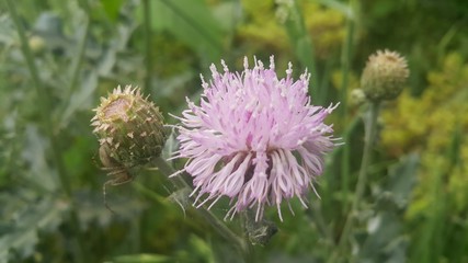 Perennial thistle plant with spine tipped triangular leaves and purple flower