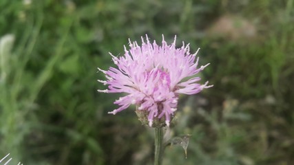 Perennial thistle plant with spine tipped triangular leaves and purple flower
