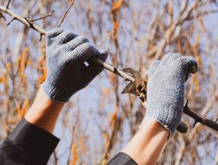 Pruning prunus pruning shears. Trimming tree with a cutter. Spri