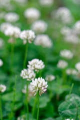White clover flower with leaf