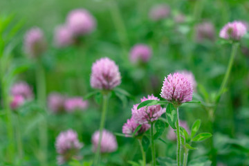 Purple clover flower with leaf