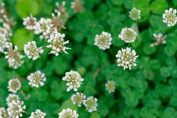 White clover flower with leaf