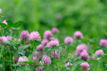 Purple clover flower with leaf