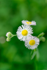 Daisy fleabane flower yellow stamen and white petal