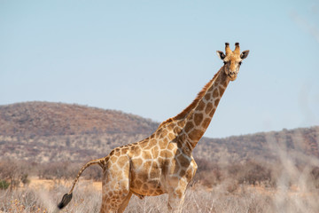 big giraffe looking