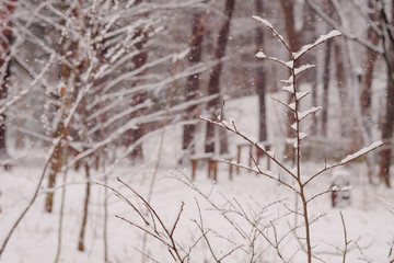 雪に覆われた森