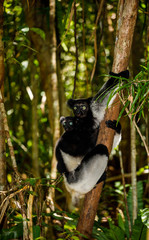 Indri mother with baby at Pangalanes Lakes in Madagascar