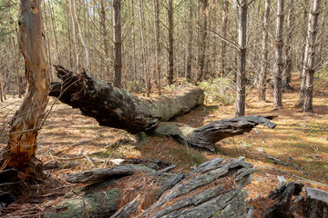 Tall pine trees in the Belanglo State Forest about 150km south-west of Sydney, Australia.