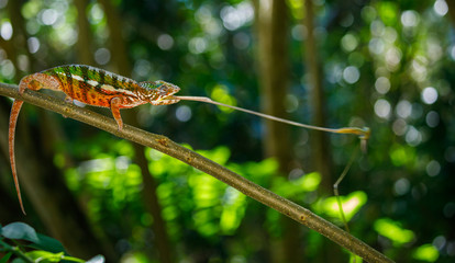 Panther Chameleon catching an insect at Pangalanes Lakes in Madagascar © Reto Ammann