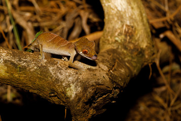Uroplatus finiavana, Leaf Tail Gecko with tongue in Montagne d 'Ambre National Park, Madagascar 