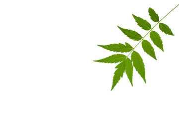 Medicinal neem leaf isolated on white background. Green leaf in South East Asia. Azadirachta indica...