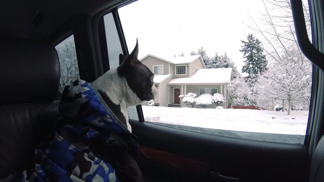 Happy Boston Terrier Puppy on Car Ride With Window Rolling Down