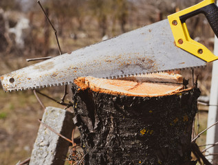 Saw a hacksaw at the cut branch. Cutting a tree branch with a ha