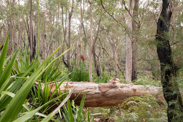 Fototapeta na wymiar Open woodland in Sydney's winter.