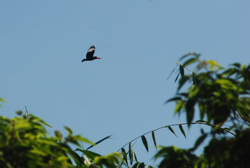 Halcyon cyanoventris bird flying on the sky