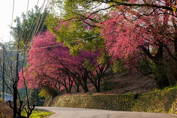 A row of blooming cherry trees along the winding mountain road, Maokong Taipei, Taiwan.