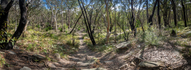Open woodland in Sydney's winter.