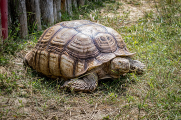 turtle on grass