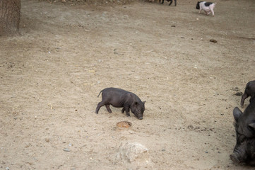 Little baby pig