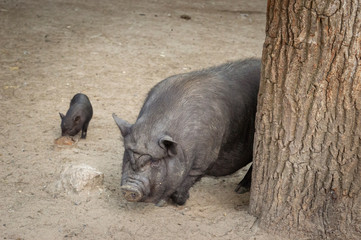 mother and baby pig