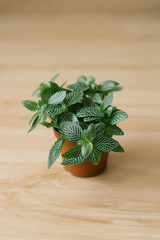 houseplant fittonia dark green with white streaks