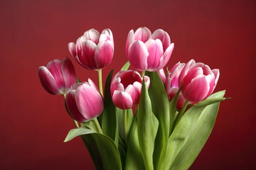Obraz premium Rose Tulips Bunch