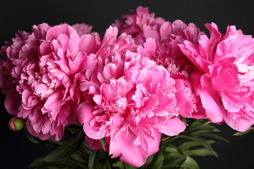 Pink peony bunch