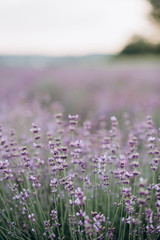 Delicate pastel colors of purple lavender on a blurred background. Aromatherapy Natural cosmetic....