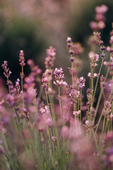 Vivid purple lavender flowers in the backlight of a sunset. Aromatherapy Soft focus. Natural...