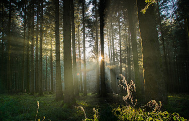Fototapeta premium Winterlicht in den Wäldern des Schwarzwaldes