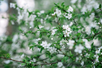 Cherry blossoms in full bloom. Cherry blossoms in small clusters on a branch of a cherry tree turning into white on a green background. Shallow depth of field. Floral texture. Soft focus.