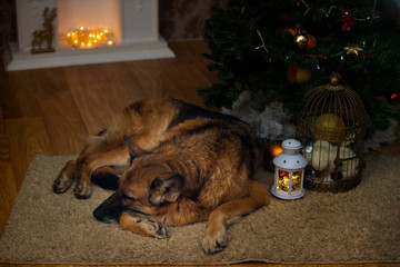 German shepherd dog resting on a rug under a Christmas tree in front of a fireplace