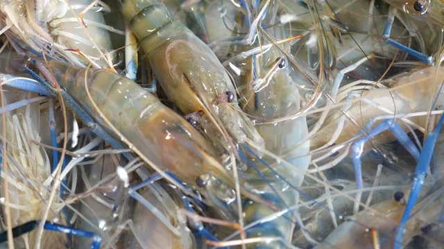 Fresh shrimps at a seafood market, Close-up of River prawn