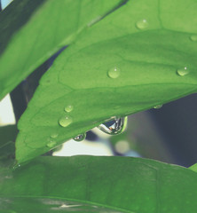 drops on leaf