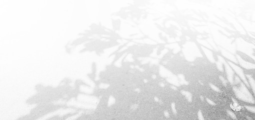 Abstract Shadows, blurred background of gray leaves and natural trees that reflect concrete walls, fallen branches on white wall surfaces for blurred backgrounds and black and white wallpapers.