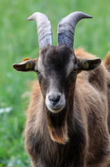 Brauner Ziegenbock springt auf Weide