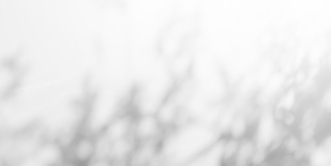 Abstract Shadows, blurred background of gray leaves and natural trees that reflect concrete walls, fallen branches on white wall surfaces for blurred backgrounds and black and white wallpapers.